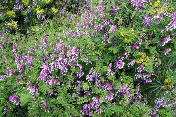 花的背景图片下载