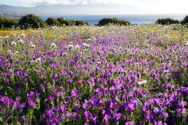花的背景图片下载