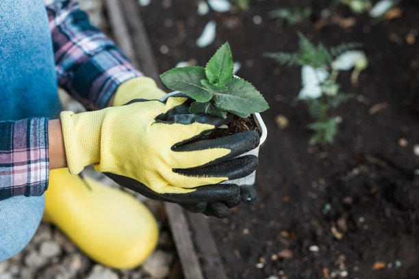 戴着手套的女园丁手里捧着一棵小苹果树的幼苗，准备把它种在地里。植树图片下载