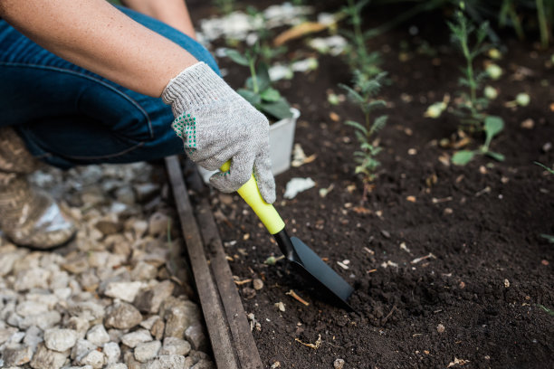 戴着手套的女园丁手里捧着一棵小苹果树的幼苗，准备把它种在地里。植树图片下载