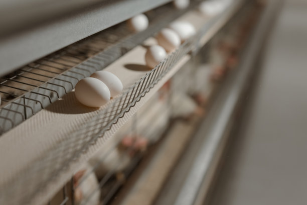 蛋类工厂、农业工厂、家禽养鸡场图片下载