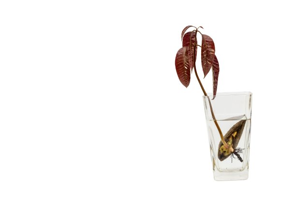 在水中从种子开始种植芒果图片下载