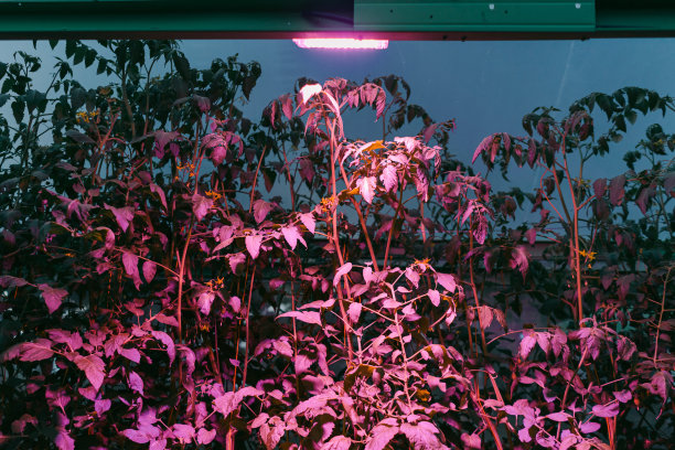 温室内紫光照射下，采用干净水培盆栽法种植的甜瓜果树图片下载