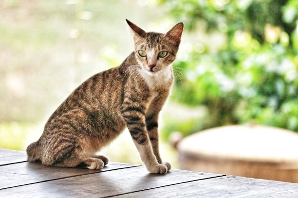 一只站立的野猫的散景照片，图片下载