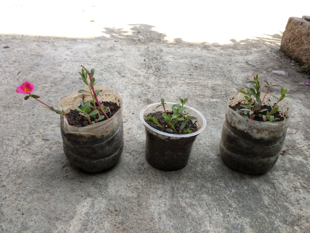 花盆的水瓶工艺创意与回收塑料废物的概念图片下载