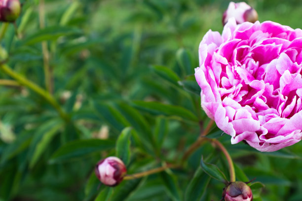 粉色牡丹，俯视图。明亮的牡丹花蕾海报，日历，邮政，屏幕保护程序，壁纸，明信片，横幅，封面，网站，复制空间为您的设计或文字。高质量照片图片下载