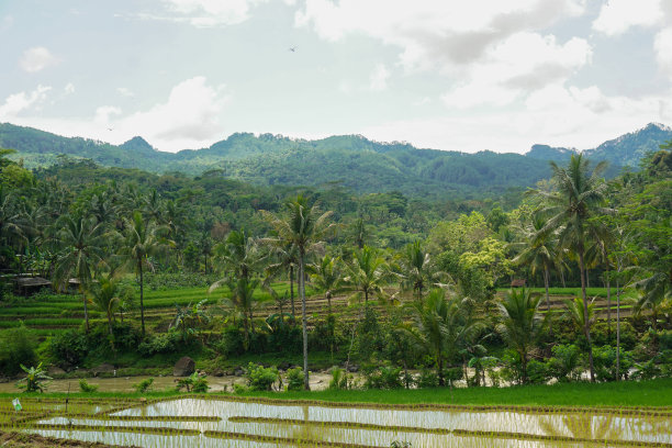 印度尼西亚自然风光的股票照片与绿色的稻田和森林在早晨的阳光图片下载