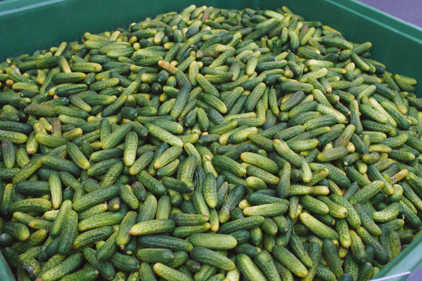 巨大的容器里装满了刚摘下来的小黄瓜图片下载