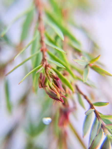 埃尔伍德的金色，照片，特写，绿色，树叶，树枝，宏观图片下载