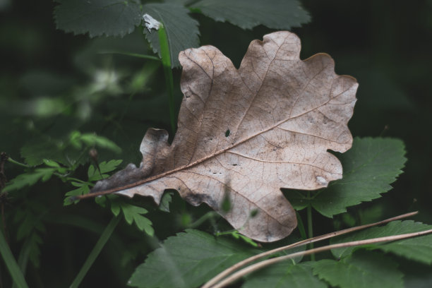 秋天的照片，绿色背景上的橡树叶，秋天的时候，大气的照片图片下载