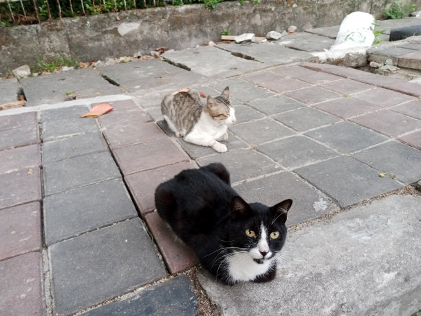 两只猫放松的照片图片下载