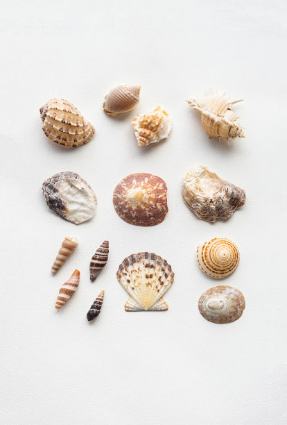 海贝壳的海洋美学。现代室内海报。图片下载