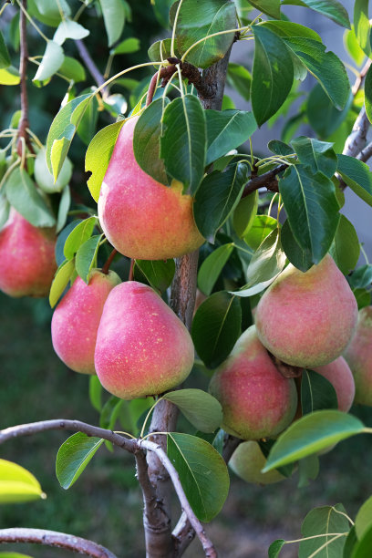 花园里树上成熟的梨子图片下载