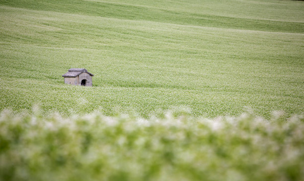 法国北部有小棚子的荞麦田图片下载