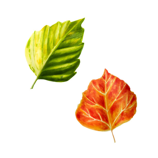 秋叶水彩画。多汁的橘色浆果孤立在白色背景上。剪贴艺术的设计师，旅游业务，明信片，剪贴簿，封面，邀请，海报和纺织品图片下载