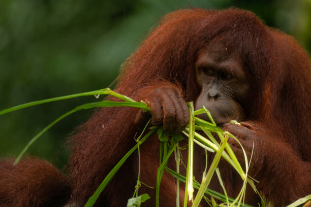 下雨天吃草的猩猩，深绿色背景图片下载