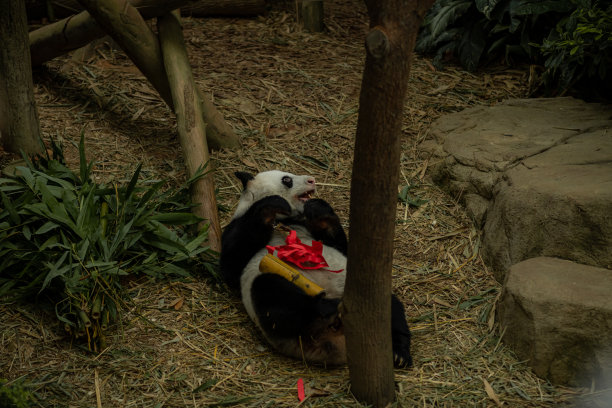 在自然背景下，一只熊猫躺下吃竹子。图片下载