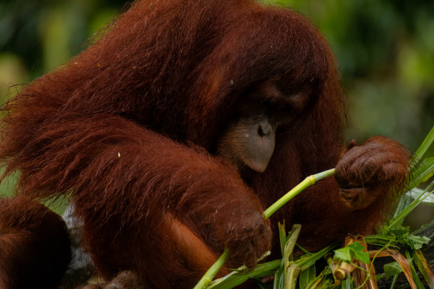 下雨天，一只成年猩猩正忙着吃树叶，近照图片下载