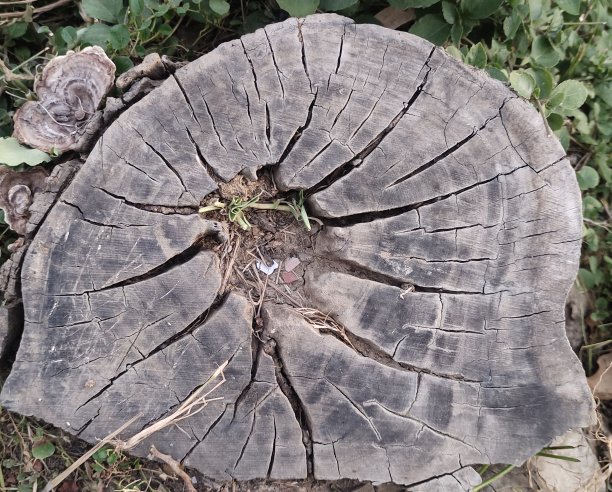 老式树干特写摄影图片下载