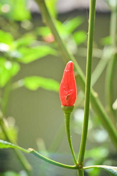 红辣椒尝起来很辣图片下载