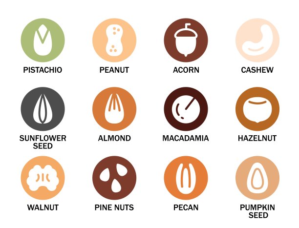 集各种坚果和种子与他们的名字。坚果，种子，谷物和豆类图标集。平面样式图标。图片下载