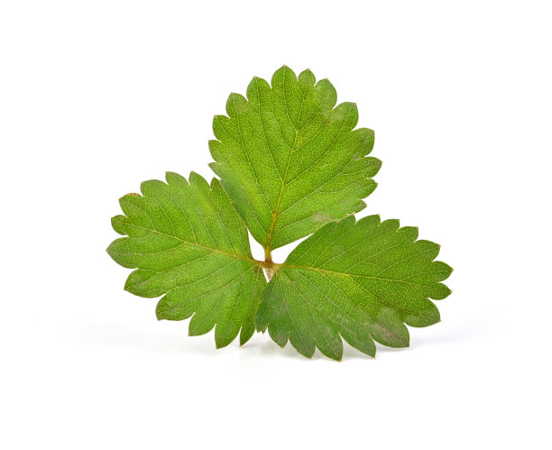 草莓的叶子上隔着一片白色图片下载