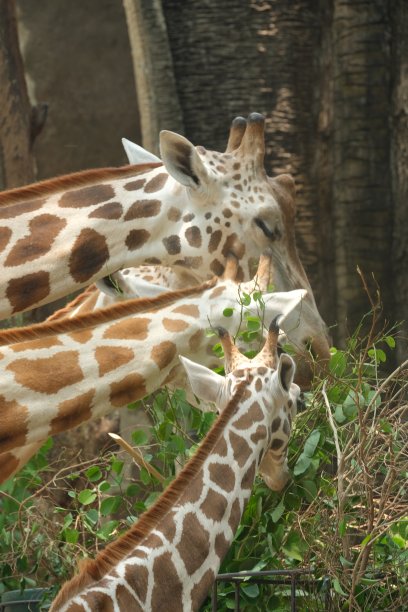 一群长颈鹿在动物园的笼子里吃树叶图片下载