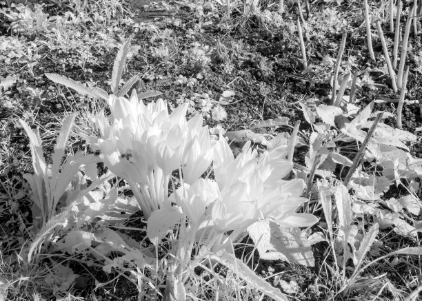 抽象超现实的风景，花的碎片，红外照片的雪花的惊人性质，有趣的纹理图片下载