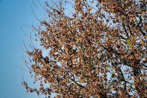 树在春天，照片图片数码影像图片下载