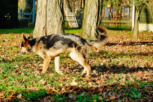 狗在公园，照片图片数码图像图片下载
