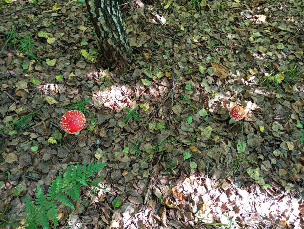 两种有毒的红色毒菌生长在一棵桦树附近的森林里。森林里的毒蘑菇。从上方拍摄的木耳苍蝇的照片。图片下载