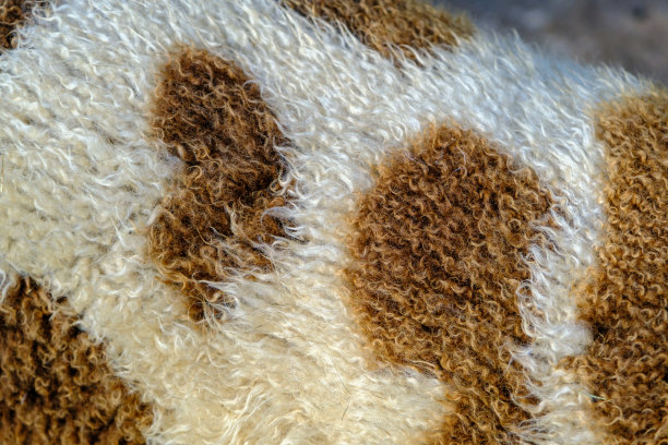 羊皮和毛皮的特写和作为背景图像。白色带棕色斑点的羊毛图片下载