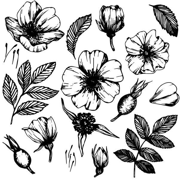 野玫瑰的花朵和浆果，药材线条艺术绘画。在白色背景上隔离的轮廓矢量插图。玫瑰臀花束草图的标志，纹身，婚礼设计图片下载