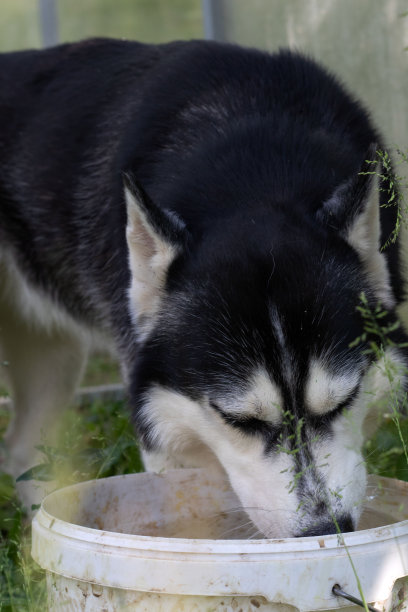哈士奇狗在街上从水桶里喝水的特写照片图片下载