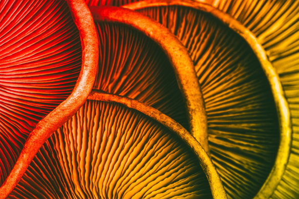 纹理背景的红黄蘑菇特写，微距照片选择性聚焦图片下载