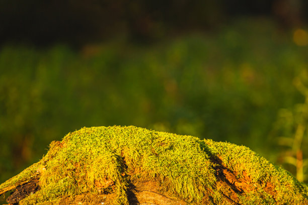 树干上的青苔。本空间图片下载