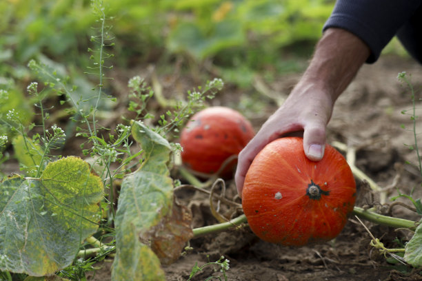 农民的手抓着一个橙色的小南瓜。图片下载