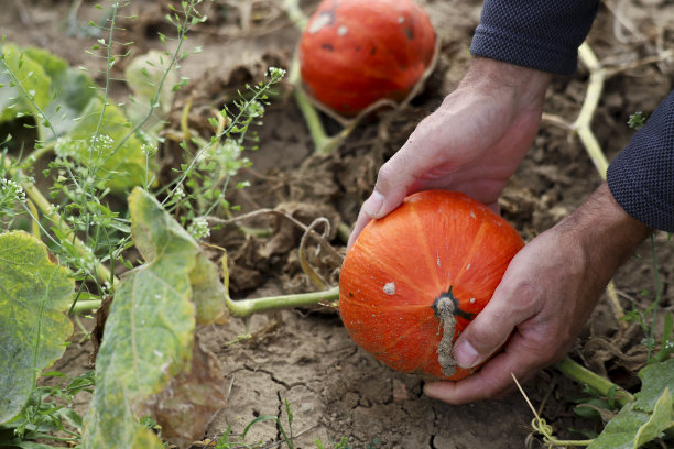 农民的手抓着一个橙色的小南瓜。图片下载