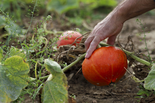 农民的手抓着一个橙色的小南瓜。图片下载