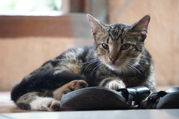 猫的脸和睡眠图片下载