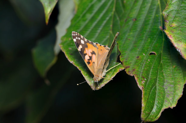 印度红海军上将蝴蝶在森林中合拢翅膀(《自然》特写微距照片)图片下载