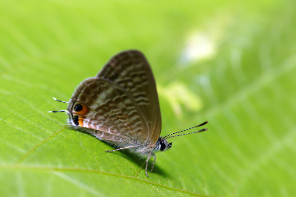 绿叶上的小长尾蓝蝴蝶(使用微距镜头，闪光灯+自然光，特写照片)图片下载