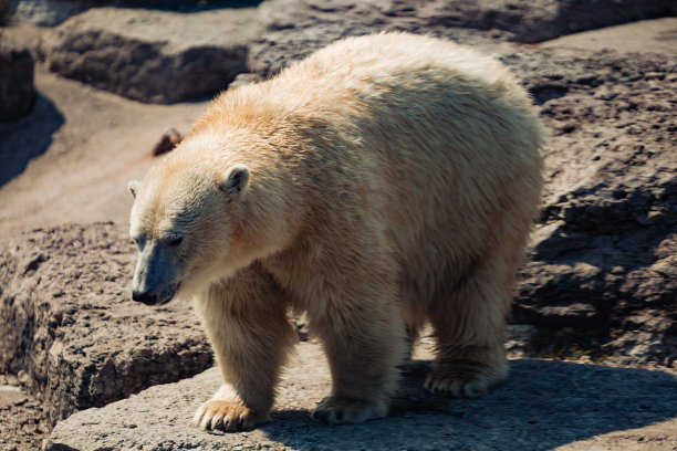 多伦多动物园，安大略，加拿大-北极熊的照片。照片拍摄于2023年8月。图片下载