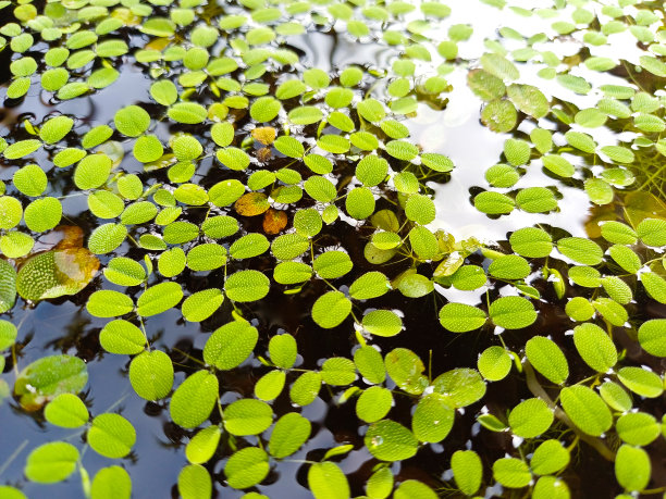 浮藻(Salvinia minima):漂浮的水生植物图片下载