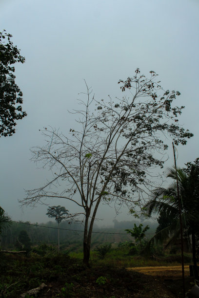 橡胶树对象与雾在早晨图片下载