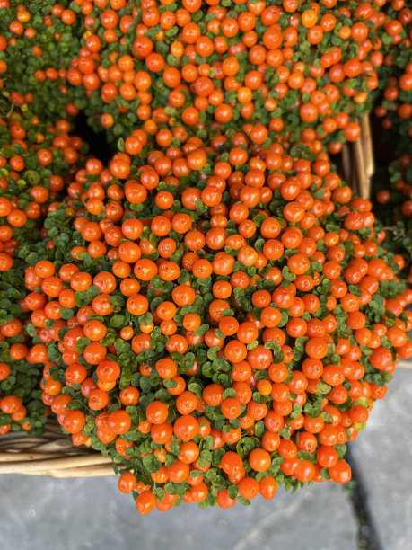 盆栽珊瑚珠植物(Nertera granadensis)储存在柳条筐内的特写图片，花园中心在花盆内展示室内植物，铺路石背景，高架景观图片下载