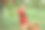 收获后的苹果园里的小孩。初学走路的小男孩在秋收的果园里吃着一个大红苹果。前景上的一篮子苹果。秋日阴天软影图片下载