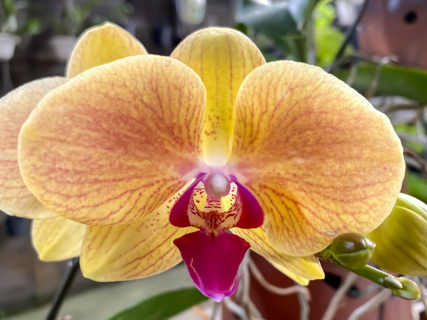 月兰花盛开的特写照片是黄色的橙色，花瓣上有紫色的线点。适合家居植物的概念，爱好园艺，栽培和装饰图片下载