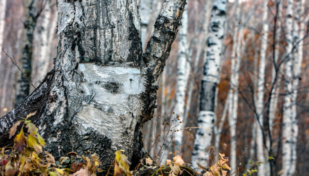 白桦林在秋天的山上图片下载