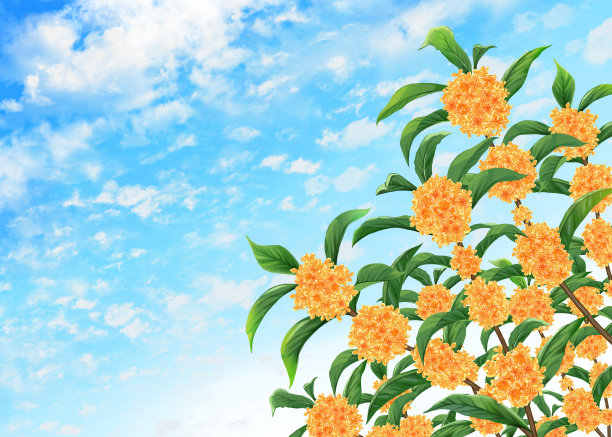 桂花蓝天景观插画图片下载